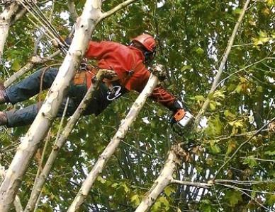 Illustration de travaux d’élagage d’un arbre